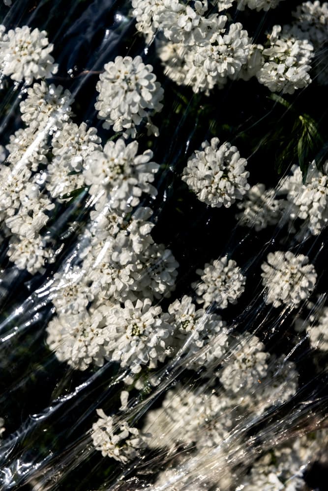 Glistening Wrapped Flowers by Mareike Böhmer — canvas wall art