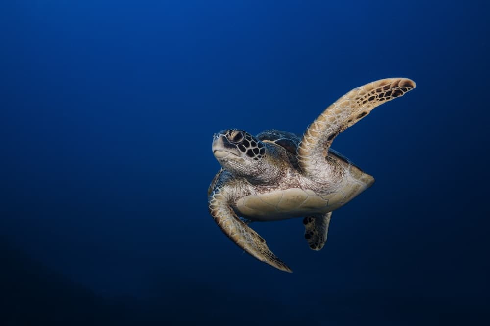 Gliding Sea Turtle by Barathieu Gabriel — canvas wall art