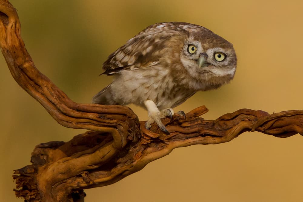 Curious Little Owl by David Manusevich — canvas wall art