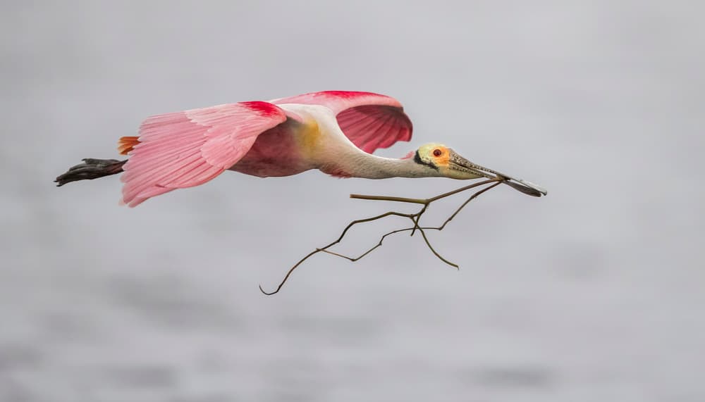 Roseate Spoonbill Nesting Flight by Greg Barsh — canvas wall art