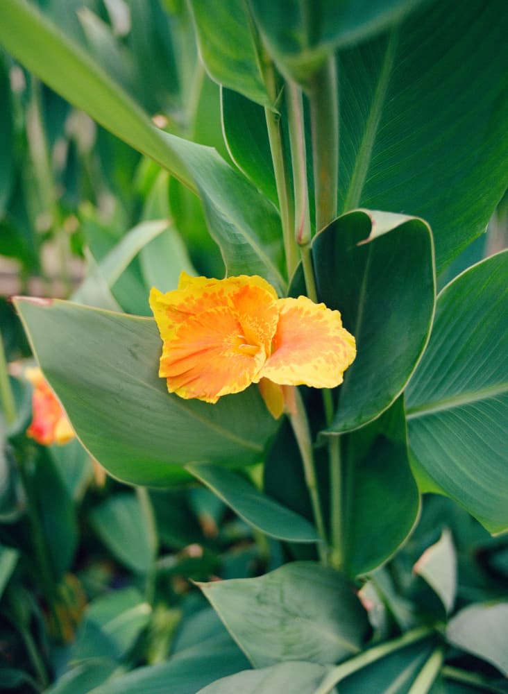 Vibrant Canna Lily Bloom by Bethany Young — canvas wall art