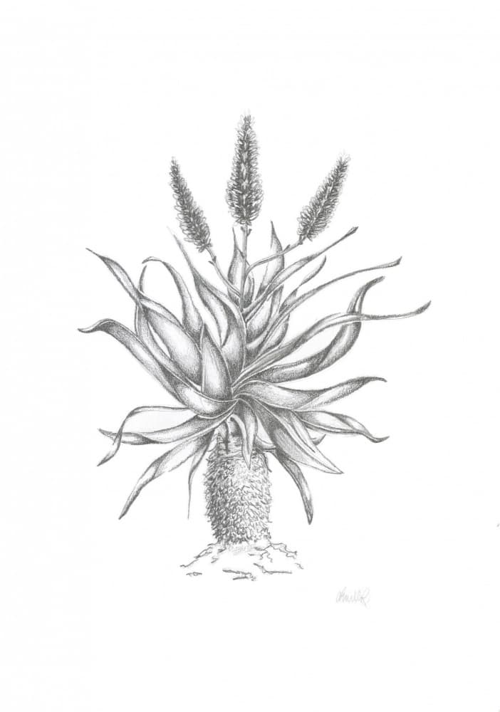 Aloe Botanical Drawing by Lor Muller — canvas wall art