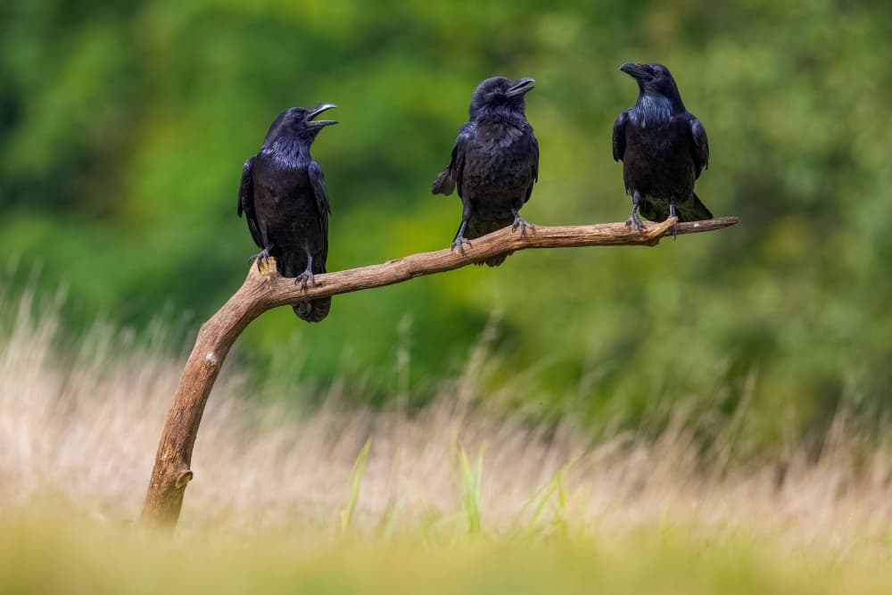 Three Ravens Perched by David Manusevich — canvas wall art