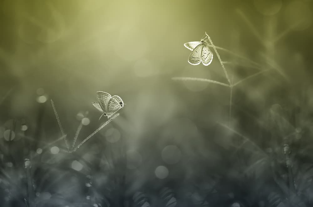 Morning Dew Butterflies by Edy Pamungkas — canvas wall art