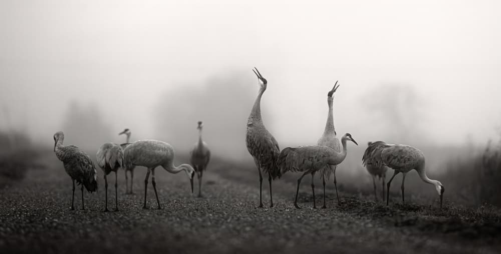 Misty Sandhill Cranes by Johnson Huang — canvas wall art