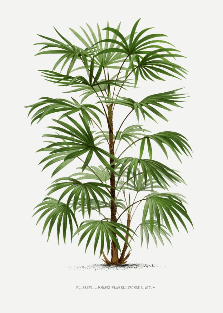Xxxvi Rhapis F