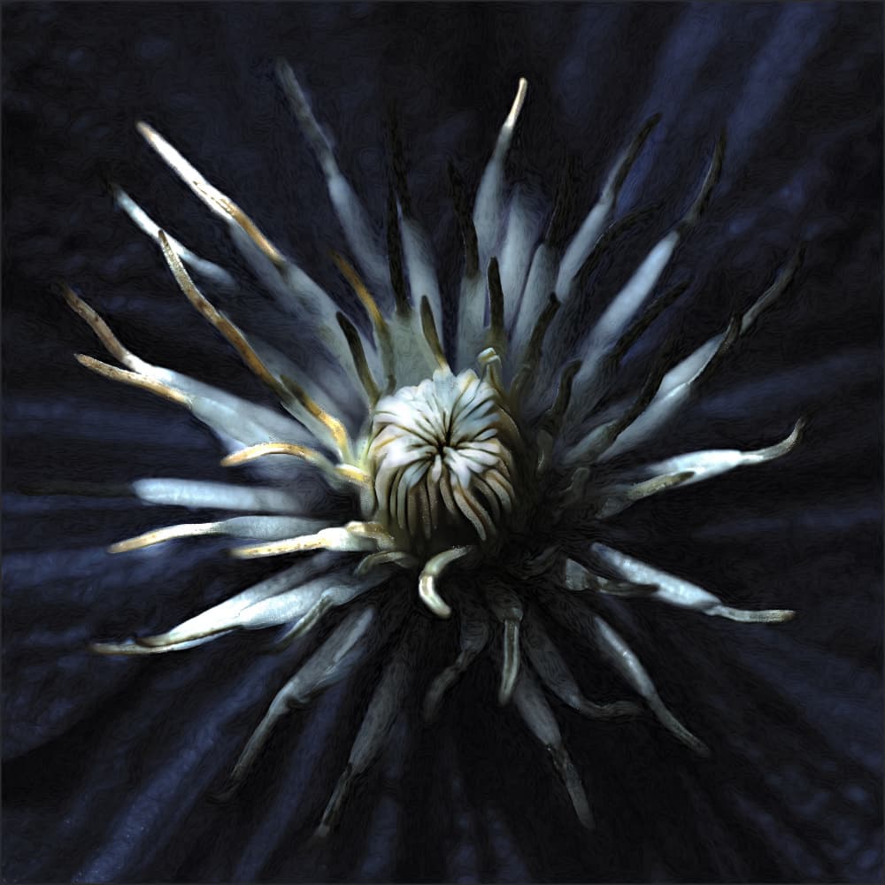 Dark Night Bloom by Gilbert Claes — canvas wall art