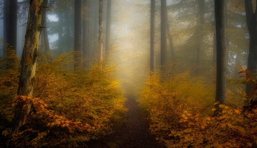 Misty Autumn Forest Path by Norbert Maier — canvas wall art