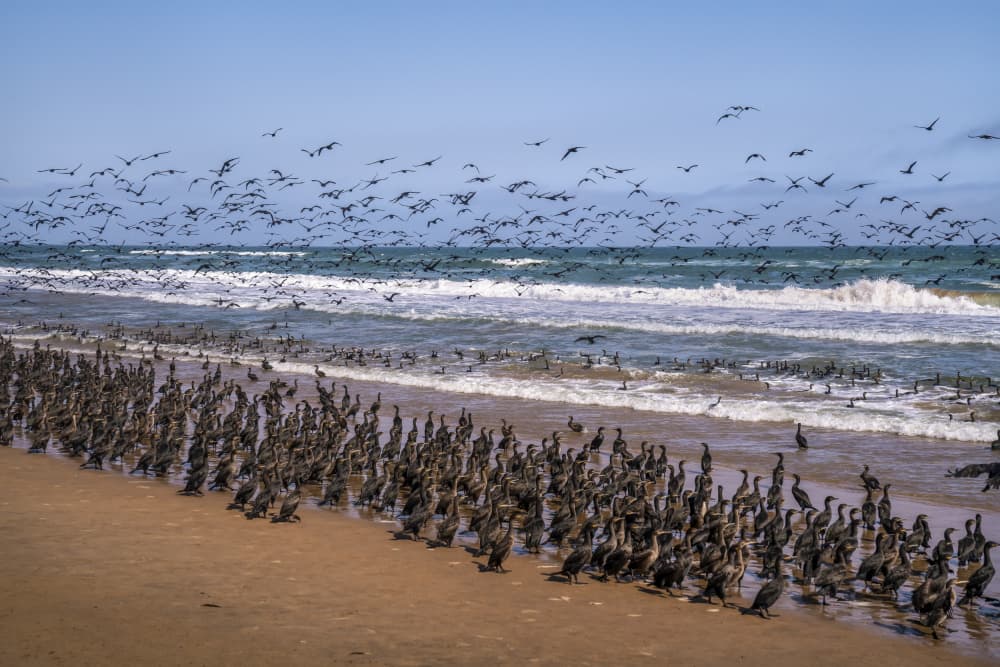 Coastal Bird Gathering by Raymond Ren Rong Liu — canvas wall art