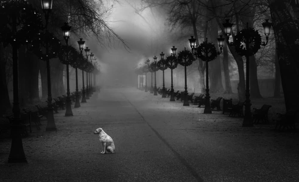 Lonely Dog Foggy Path by Cristian Andreescu — canvas wall art