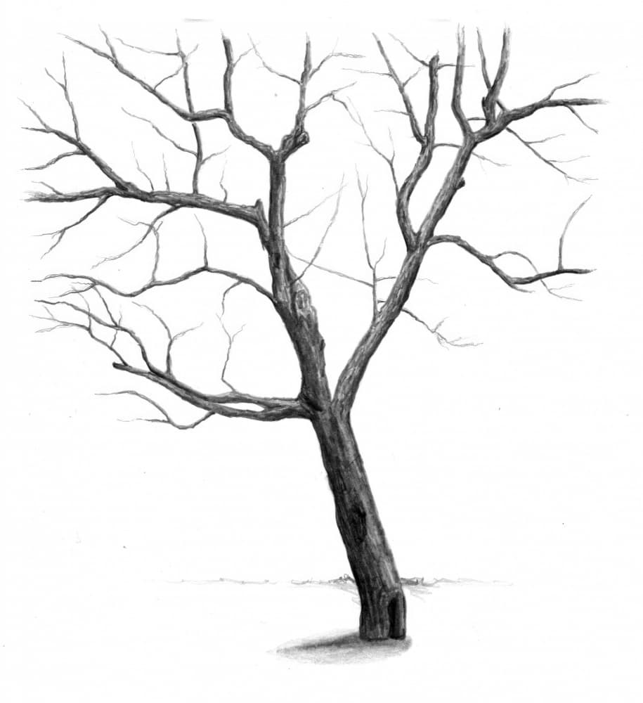 Stark Winter Tree by Kulik — canvas wall art