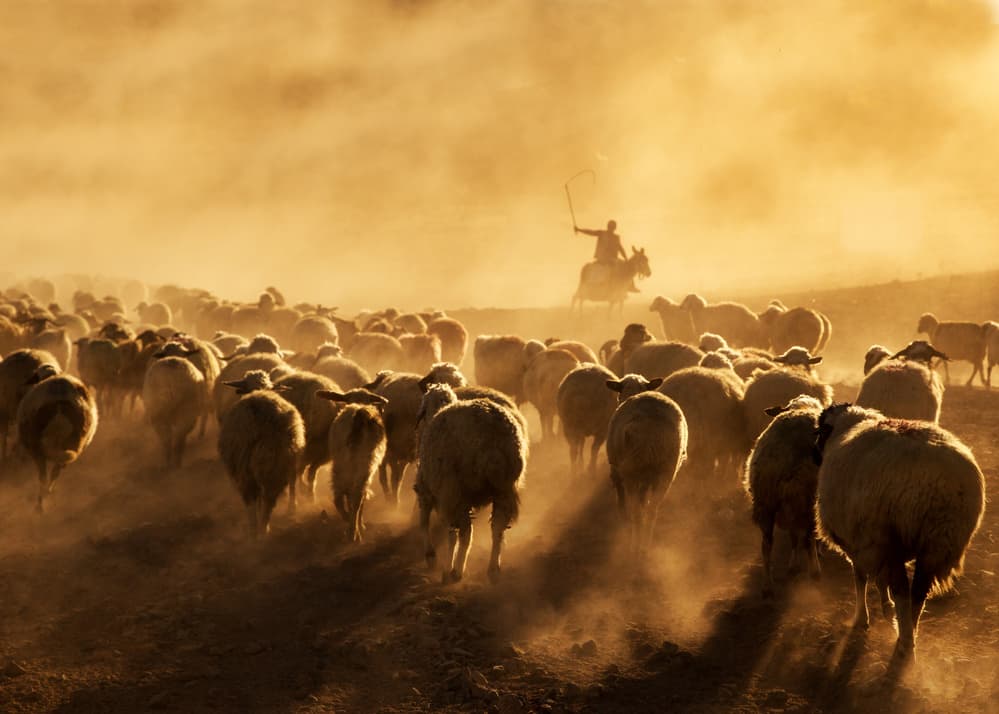 Golden Dust Sheep Drive by Feyzullah Tunç — canvas wall art