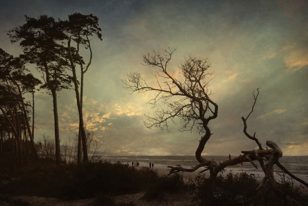 Coastal Trees at Dusk by Uschi Hermann — canvas wall art