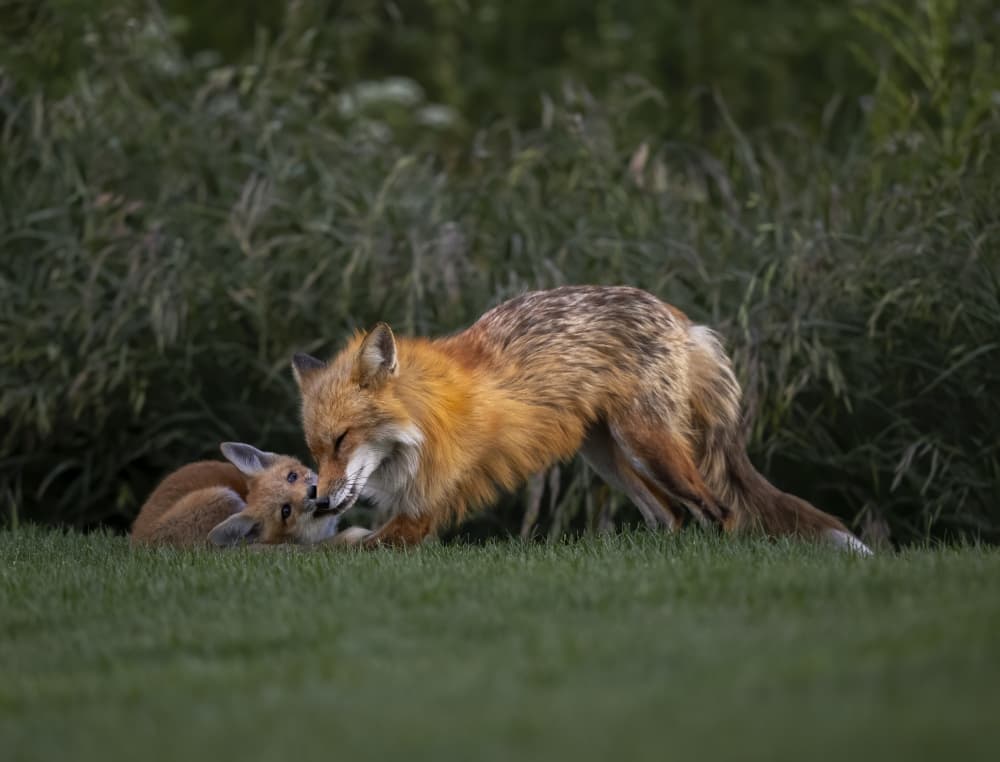 Loving Fox Family by Judy Tseng — canvas wall art