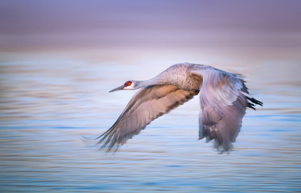 Graceful Crane Flight by Ruiqing P. — canvas wall art