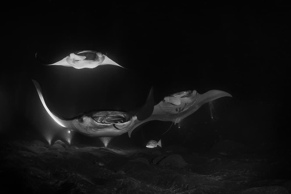 Manta Rays Night Dive by Jennifer Lu — canvas wall art