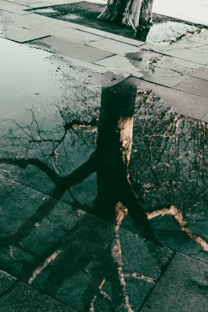 Tranquil Puddle Reflection by Aimee Giles — canvas wall art