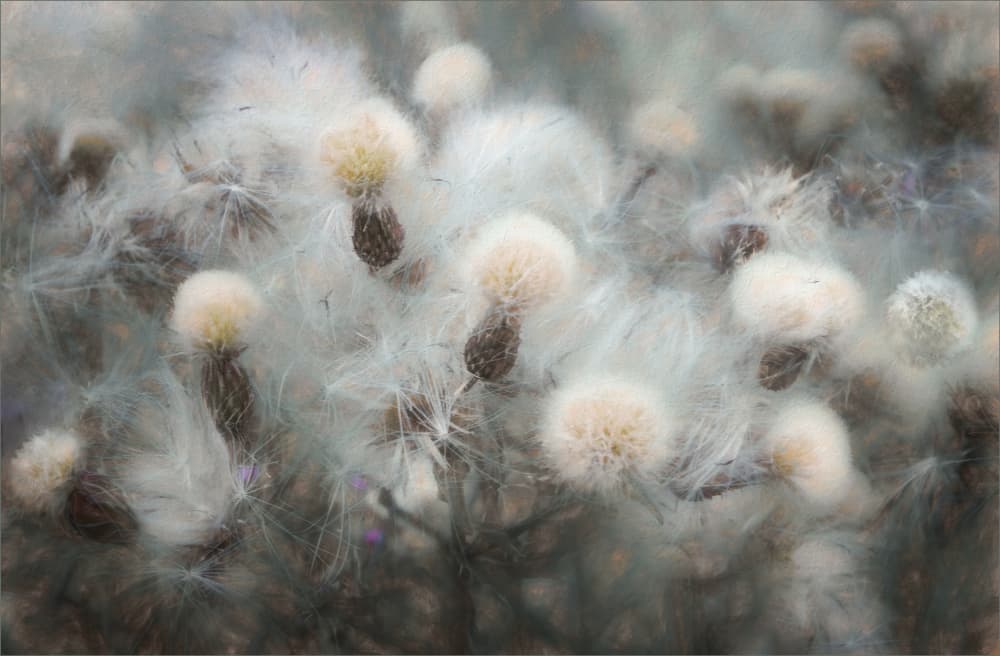 Ethereal Thistle Fluff by Gilbert Claes — canvas wall art