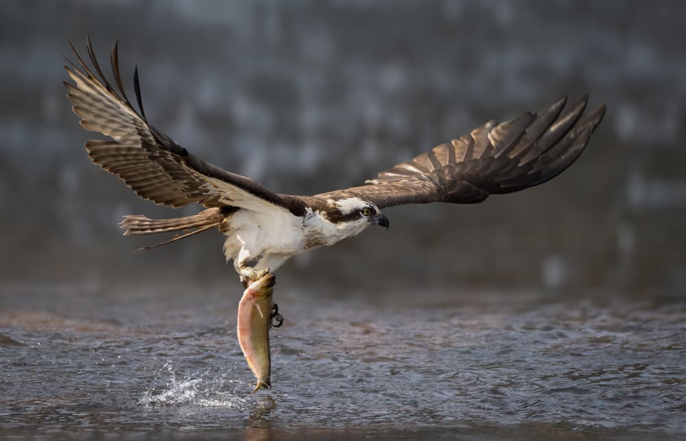 Osprey Catches Fish by Vicki Lai — canvas wall art