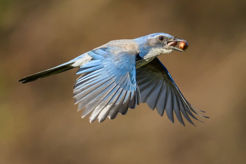 Scrub Jay Carrying Nut by Moses Wang — canvas wall art