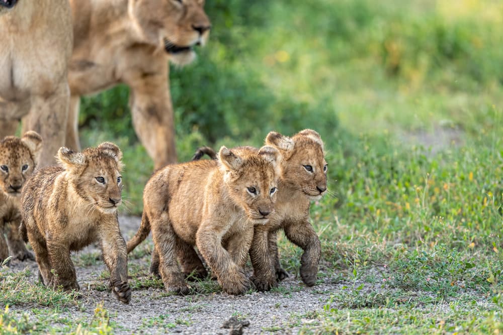 African Lion Cubs Walking by Jeffrey C. Sink — canvas wall art