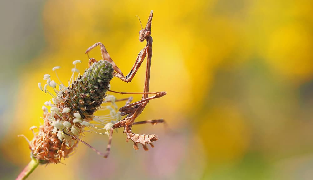 Slender Mantis On Plant by Thierry Dufour — canvas wall art