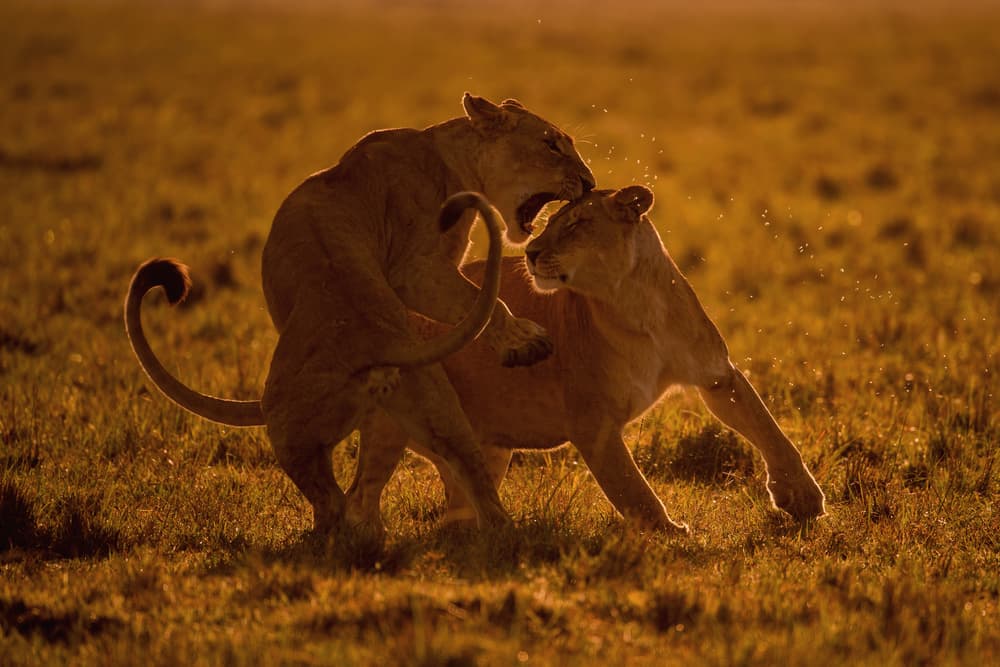 Golden Hour Lion Play by Mohammed Alnaser — canvas wall art