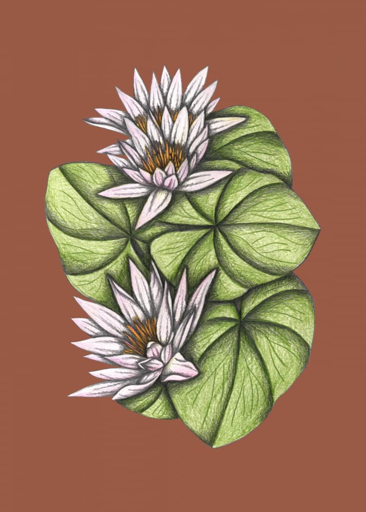 Blooming Water Lilies by Cecilia Battaini — canvas wall art