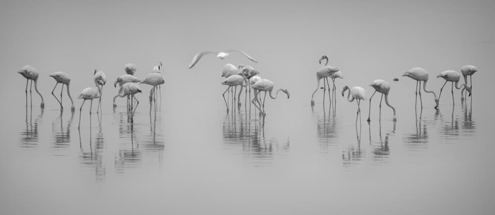 Monochrome Flamingo Flock by Ahmed Thabet — canvas wall art