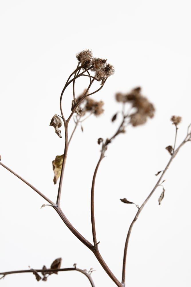 Quiet Dried Botanicals by Pictufy Studio III — canvas wall art