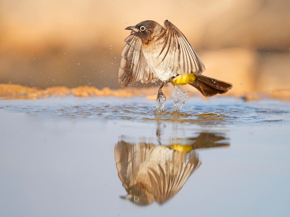 Golden Hour Bird Bath by Shlomo Waldmann — canvas wall art