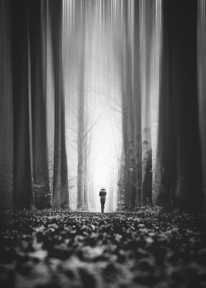 Forest Path to Light by Christophe Staelens — canvas wall art