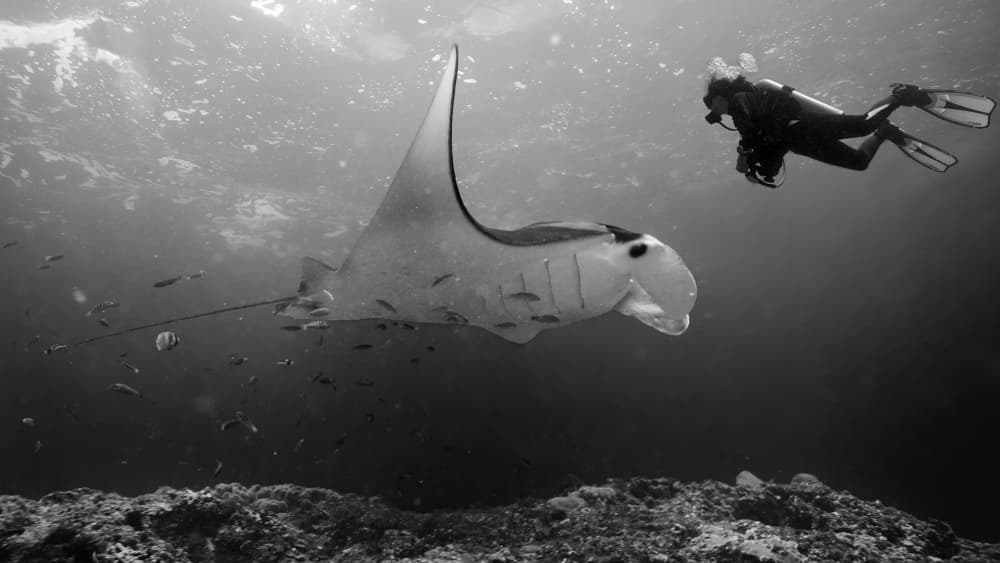 Manta Ray Diver Encounter by Marcel Rebro — canvas wall art