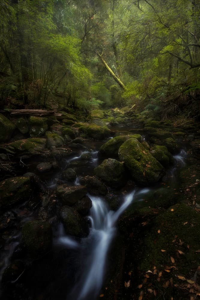 Lush Forest Stream by Yan Zhang — canvas wall art