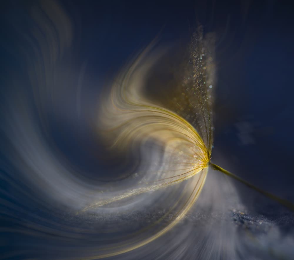 Ethereal Dandelion Glow by Judy Tseng — canvas wall art