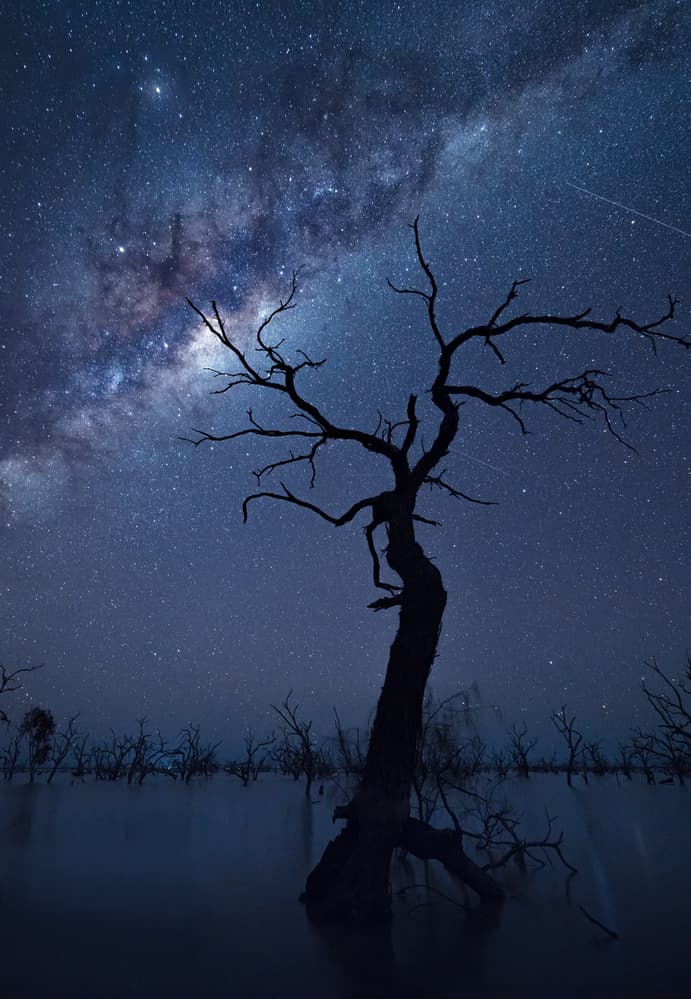 Milky Way Lone Tree by Jingshu Zhu — canvas wall art