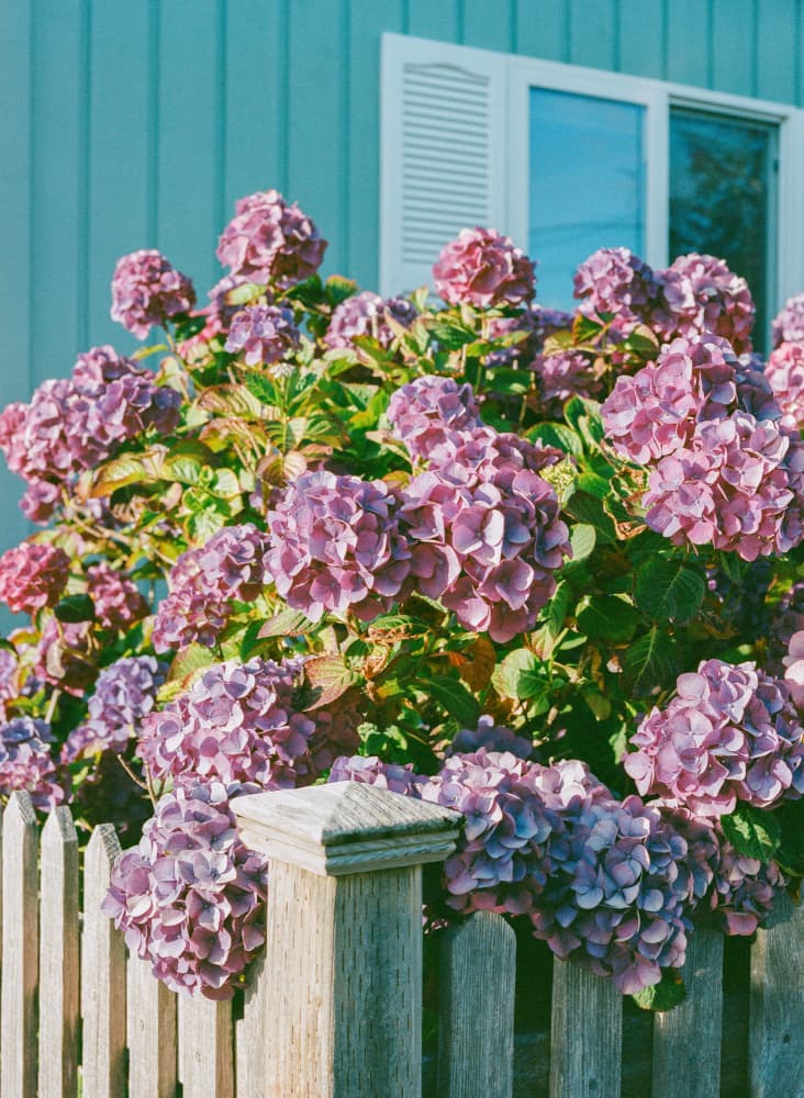 Purple Hydrangeas Blue House by Bethany Young — canvas wall art