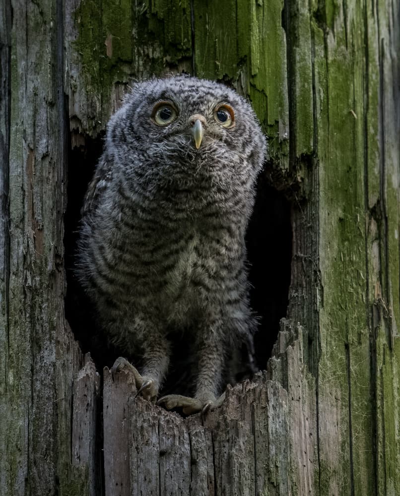 Owlet In Tree Hollow by Liwen Tao — canvas wall art