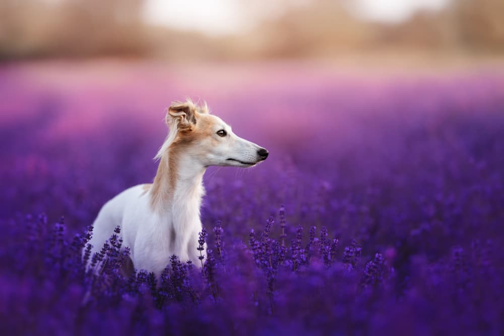 Dog In Lavender Field by Ve Shandor — canvas wall art