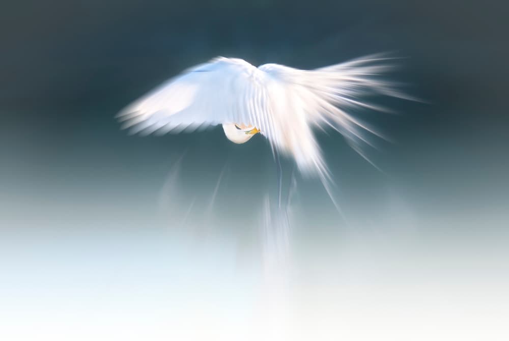 Graceful Spirit Flight by Larry Deng APA — canvas wall art