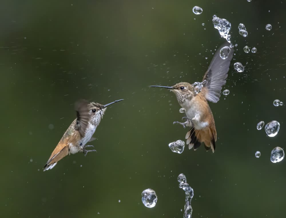 Hummingbirds Splashing Water by Judy Tseng — canvas wall art