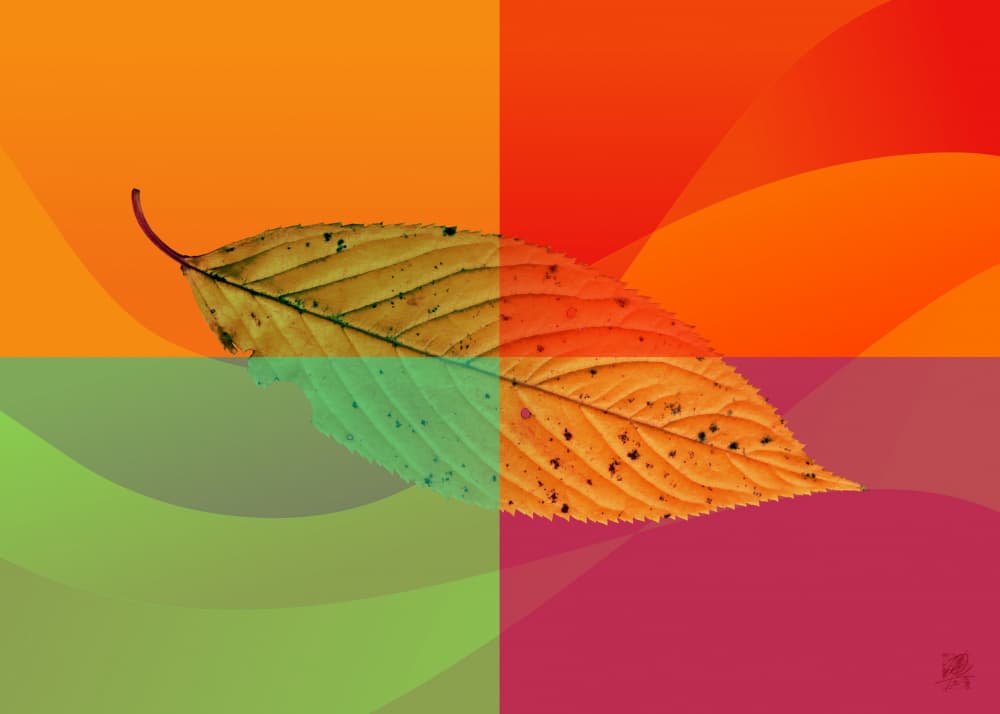 Vibrant Autumn Leaf by Osvaldo Russo — canvas wall art