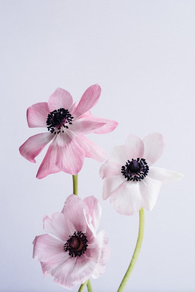 Pale Pink Ranunculus Flowers by uplusmestudio — canvas wall art