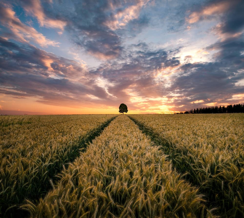 Golden Field Sunset Path by Christian Lindsten — canvas wall art