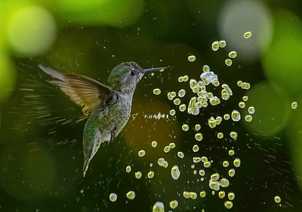 Refreshing Hummingbird Bath by Xiaojian Huang — canvas wall art