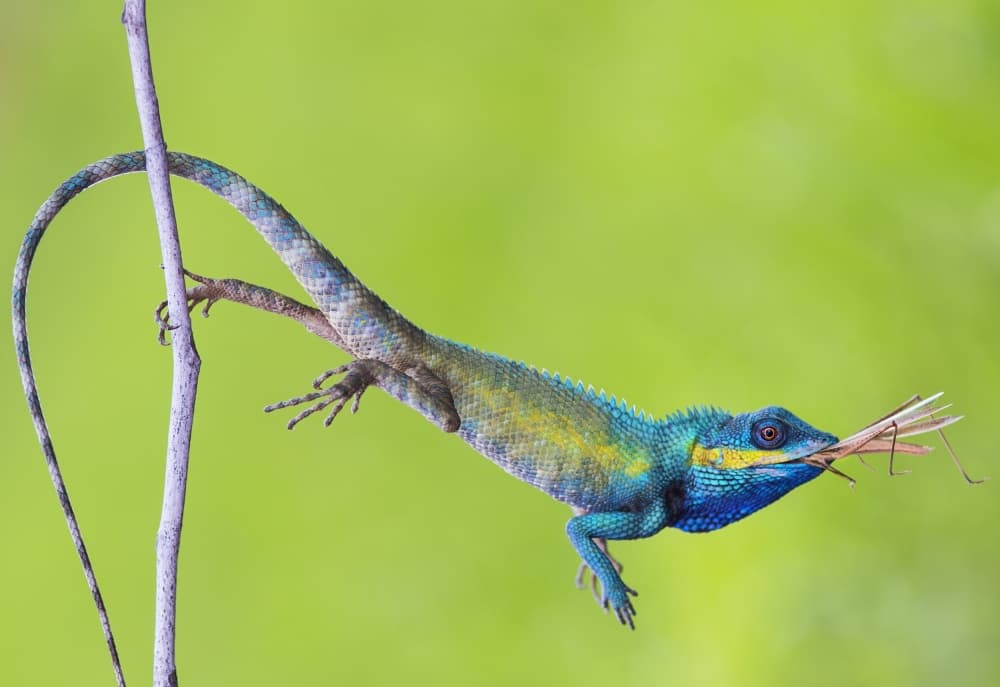Vibrant Lizard Feast by Phat Dao Tan — canvas wall art