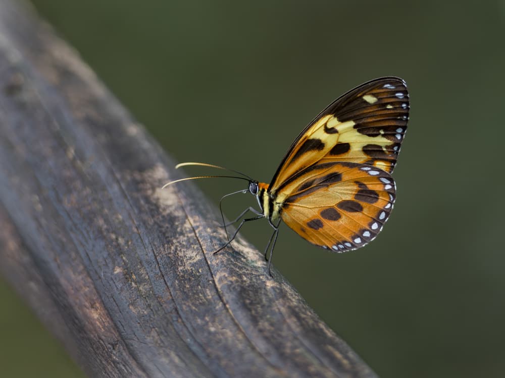 Orange Butterfly On Wood by Patrick Dessureault — canvas wall art
