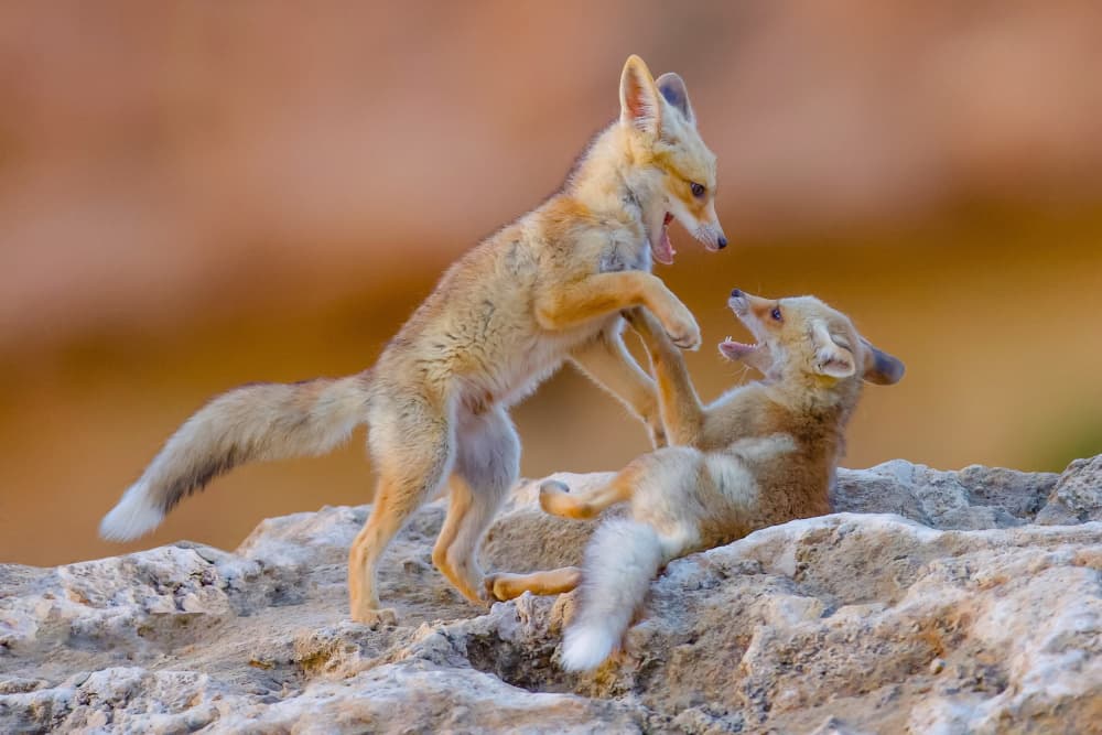 Playful Fennec Foxes by David Manusevich — canvas wall art