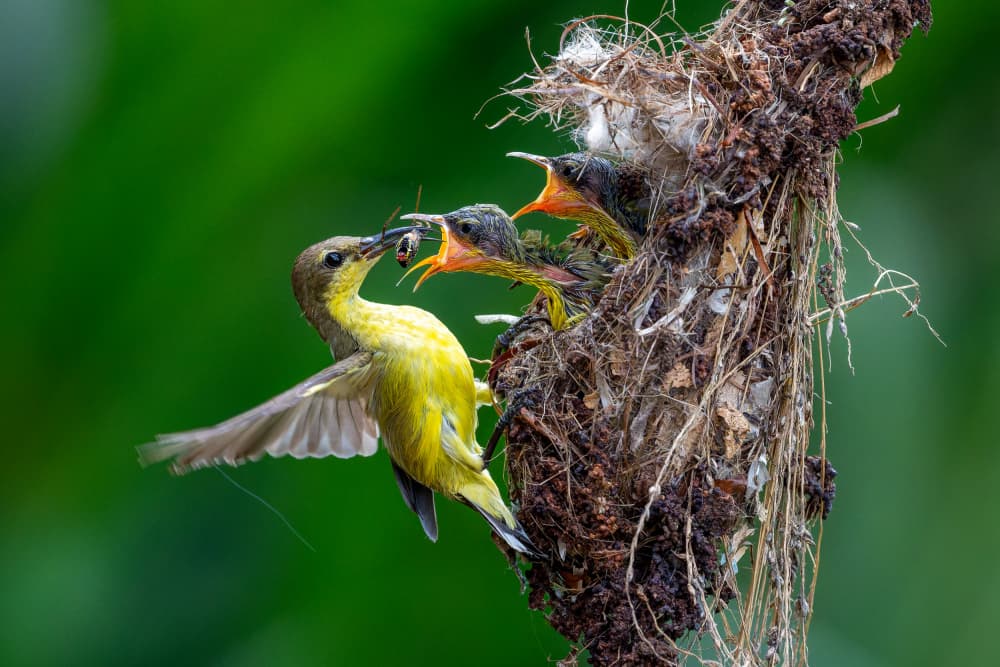 Nesting Bird Family by HuongHoang — canvas wall art