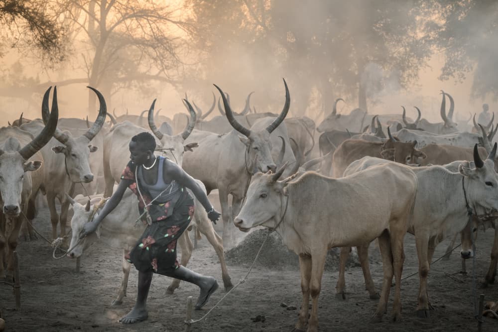 African Cattle Herder by Trevor Cole — canvas wall art